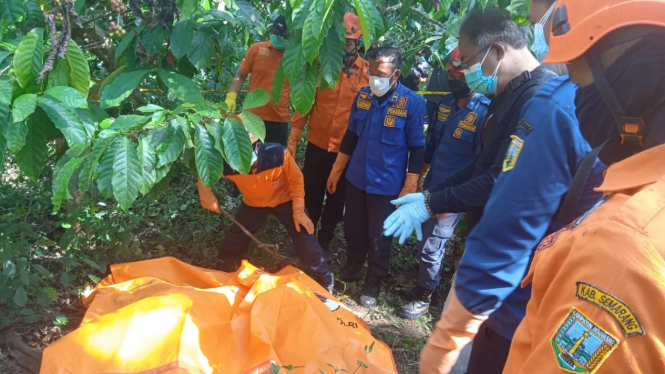 Petugas Evakuasi Mayat Di Kebun Kopi, Bawen