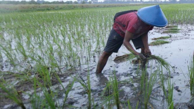 Petani menanam padi Biosalin di lahan sawah payau Kota Semarang