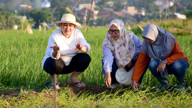 Wali Kota Semarang cek sawah payau yang ditanam padi biosalin