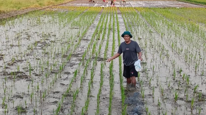 Petani tanam padi biosalin di sawah payau Semarang