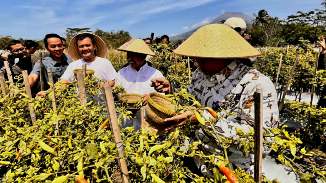 Panen Raya Cabai Organik, Kab. Temanggung