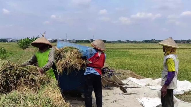 Petani panen padi di Jawa Tengah.