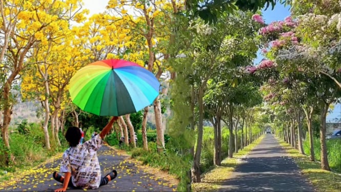 Bunga Tabebuya bermekaran di Klaten, serasa ada di Jepang.