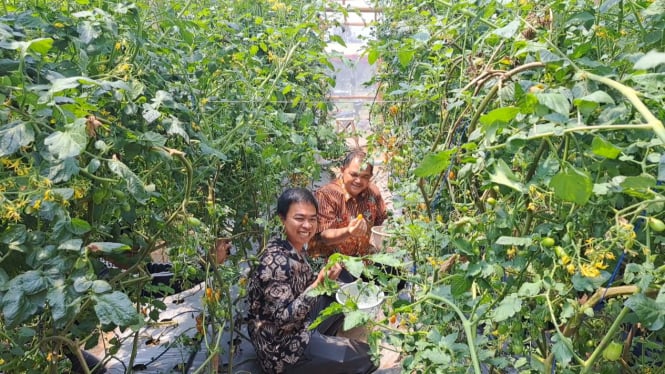 Pertanian Organik Getasan,Percontohan Pertanian Organik Kab Semarang