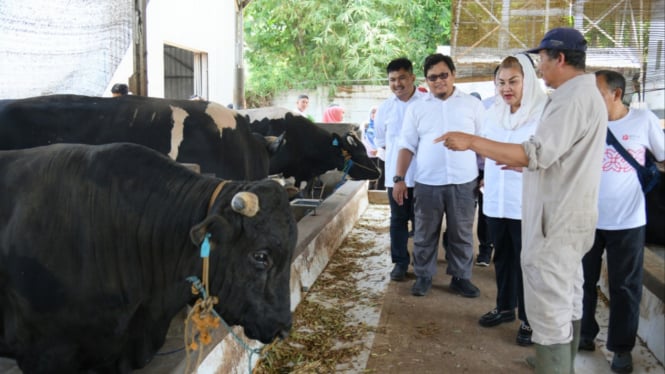 Peternakan sapi wagyu ala Jepang di Gunungpati Semarang.