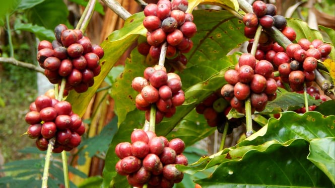 Buah kopi Gunung Kelir Desa Brongkol Kabupaten Semarang