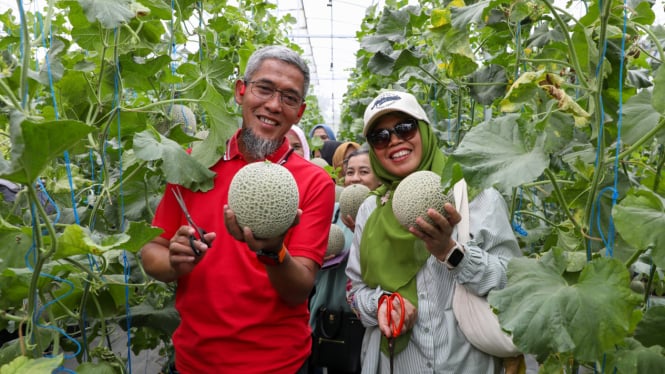 Sekda Jateng Sumarno panen melon di Temanggung.