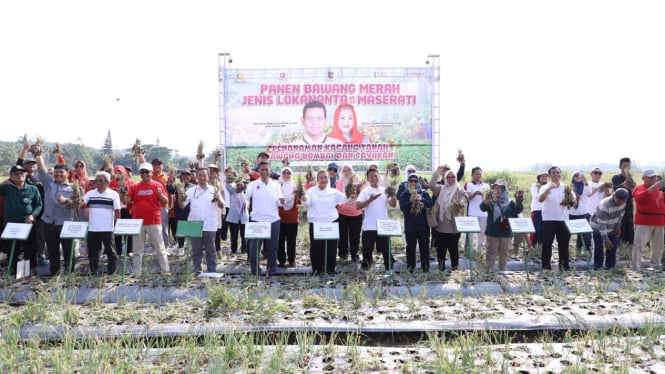 Panen raya bawang merah lokananta di Semarang.