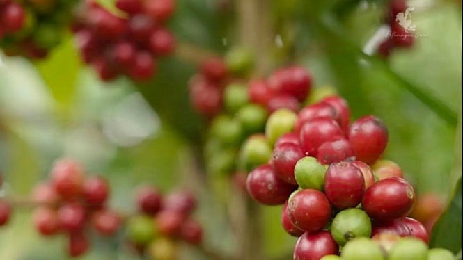 Kopi arabica DSA Petarangan Temanggung.