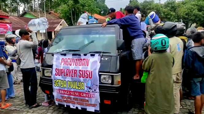 Kecewa Susu Sapi Tak Terserap, Peternak Bagikan Susu Ke Warga