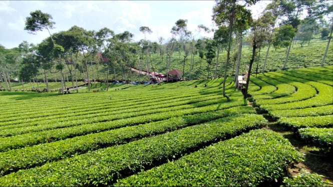 Pemandangan kebun teh dekat Tawangmangu.