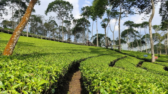 Kebun teh, salah satu keindahan di Kemuning dekat Solo.