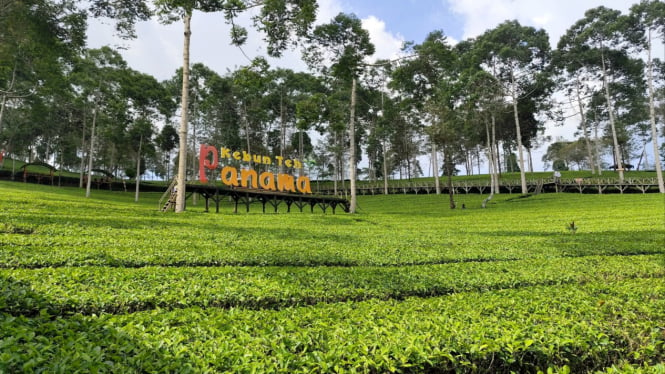 Kebun teh Panama Wonosobo di dekat Dieng.