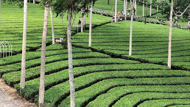 Kebun teh Panama Wonosobo di dekat Dieng yang eksotis.