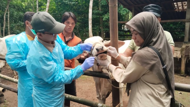 Petugas periksa sapi di Jawa Tengah.