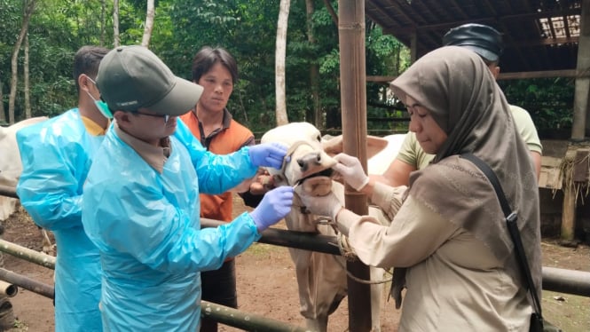 Petugas periksa sapi dan semprot disinfektan di kandang.