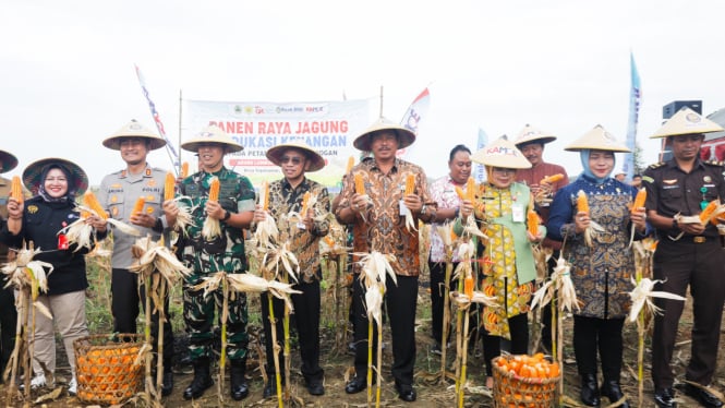 Panen raya jagung di Grobogan Jawa Tengah.