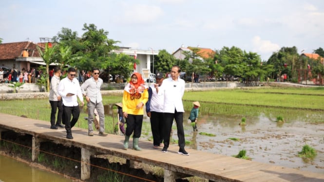 Mantan Presiden Jokowi kunjungi lahan padi biosalin di Semarang.