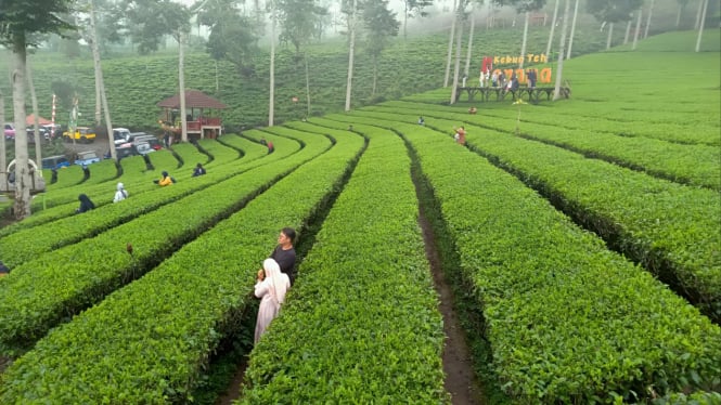 Wisata kebun teh yang indah di Jawa Tengah.