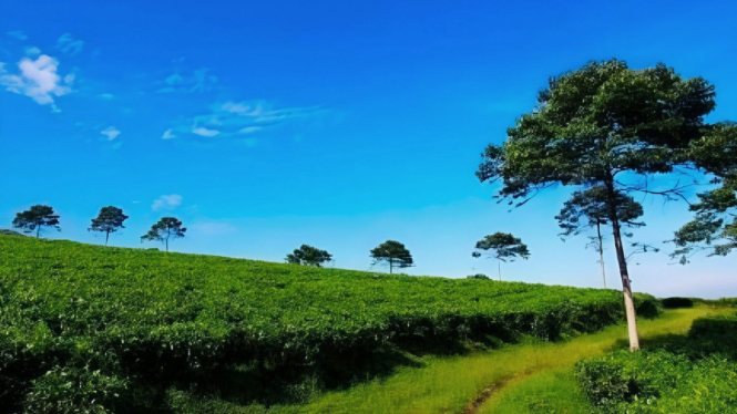 Kebun teh Kemuning Karanganyar.