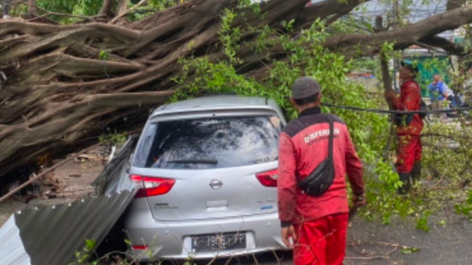 Pohon timbang timpa mobil di Semarang.