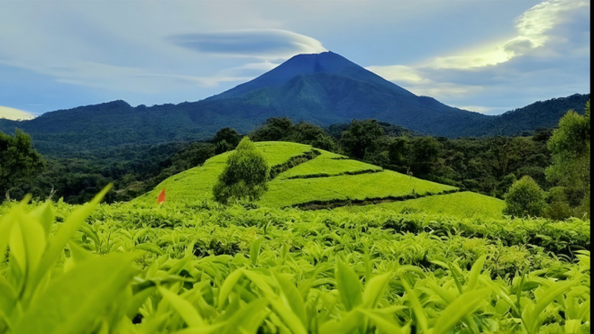 Wisata Kebun Teh Kaligua.