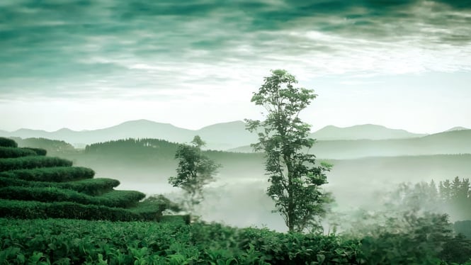 Kebun Teh Nglinggo dekat Borobudur.