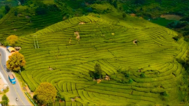 Kebun Teh Rancabali Ciwidey, Kabupaten Bandung.