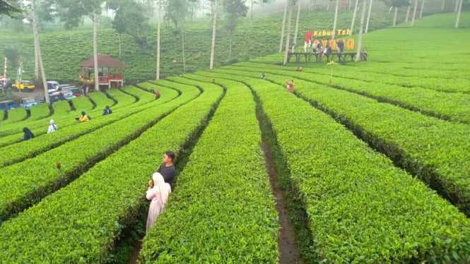 Kebun teh Panama Wonosobo.