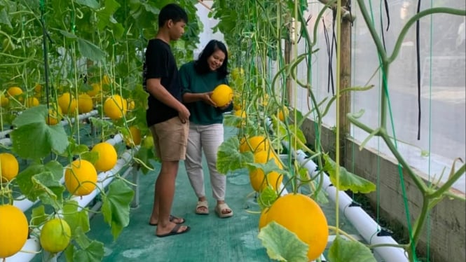 Kebun melon Noreenfarm Salatiga.