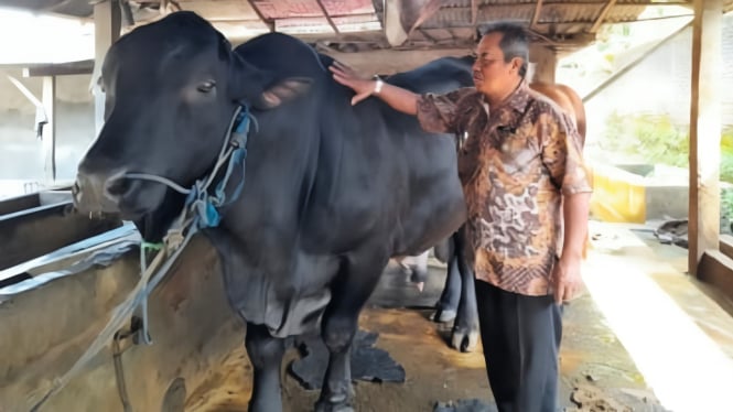 Sapi jumbo berbobot 1,2 ton pesanan Presiden Prabowo.