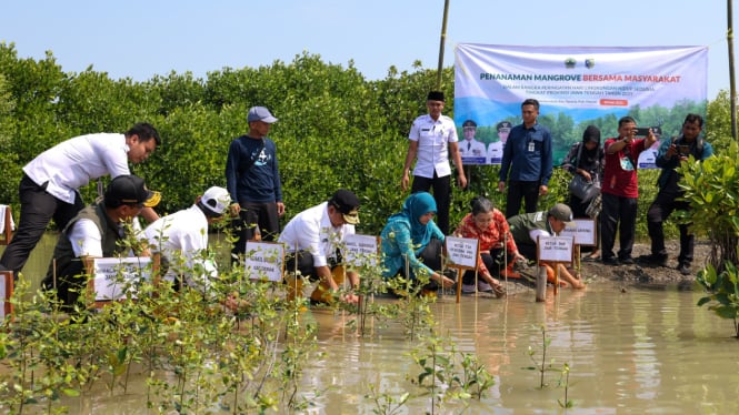 Penanaman mangrove cegah abrasi dan rob di Sayung Demak.