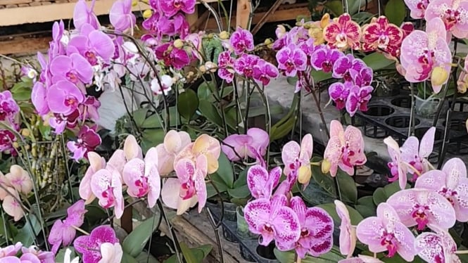 Tips agar anggrek bulan lebat dan indah.