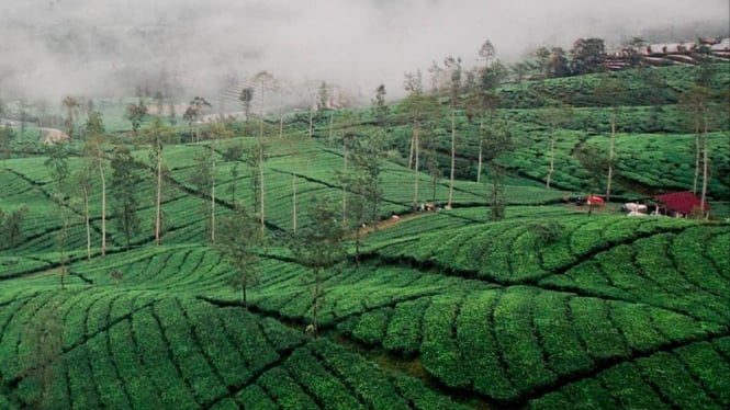 Kebun Teh Tambi Wonosobo.