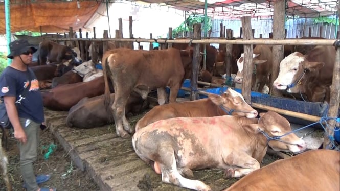 Pedagang hewan kurban di Semarang jelang Iduladha.