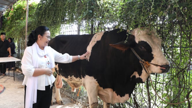 Agustina, Wali Kota Semarang serahkan sapi kurban.