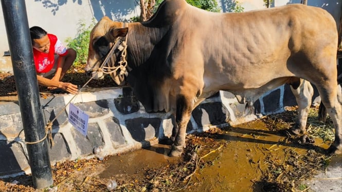 Sapi kurban berbobot 900 kg sumbangan Bambang Pacul.
