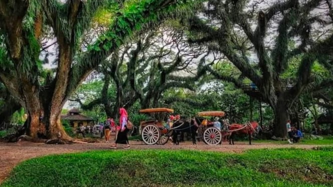 Menyusuri hutan De Djawatan Forest Banyuwangi dengan dokar.