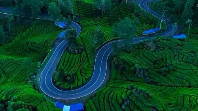 Wisata kebun teh Rancabali Ciwidey, Kabupaten Bandung.