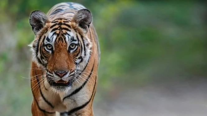 Harimau Sumatra, salah satu koleksi Solo Safari.