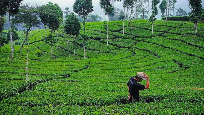 Kebun teh Sapuran Wonosobo, cukup dekat dengan Purworejo.