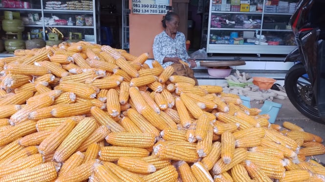 Petani di Jawa Tengah mengolah hasil panen jagung.