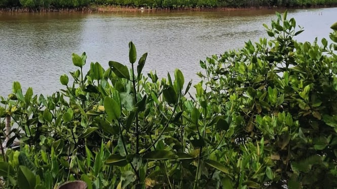 Bibit pohon di lahan mangrove.