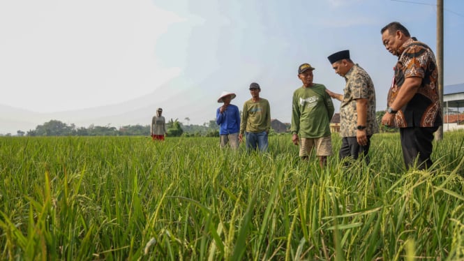 Wagub Jateng dan Bupati Grobogan cek lahan pertanian.