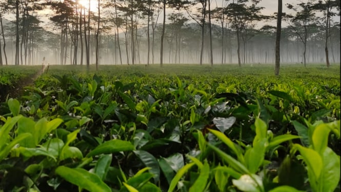 Kebun teh Semugih, wisata berhawa dingin di Pemalang.