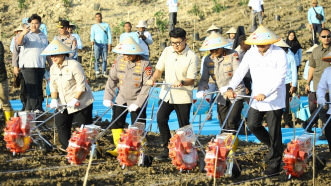 Penanaman serentak lahan jagung di Indonesia.