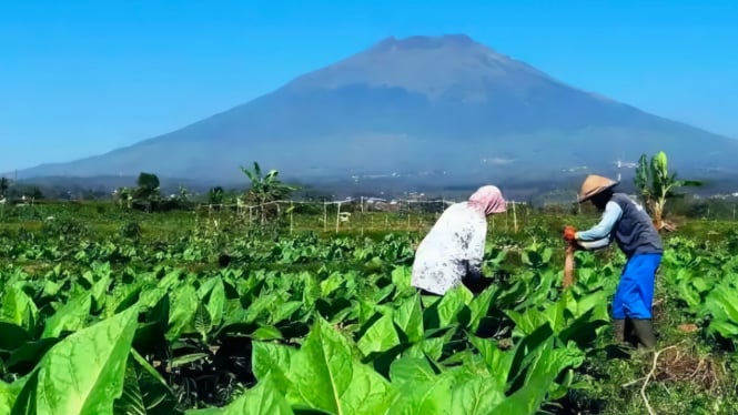 Petani tembakau di Temanggung.
