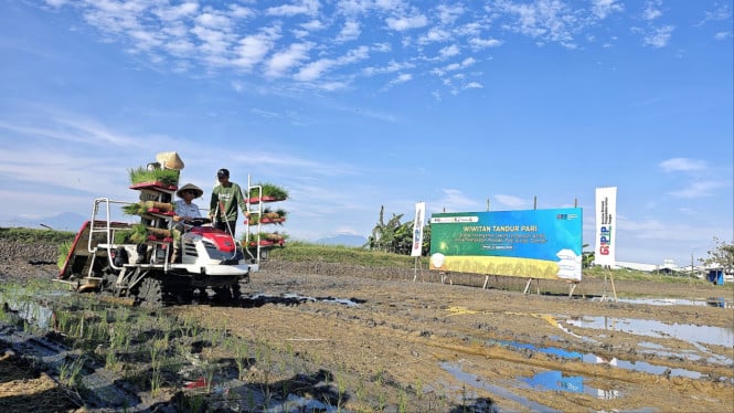 Wiwitan Tandur Pari di Demak, Jawa Tengah.