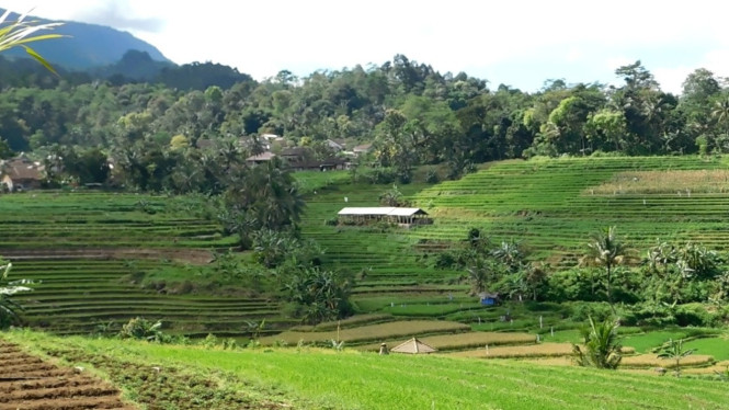Sawah terasering di Desa Sumberahayu Kendal.