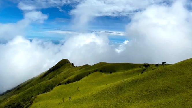 Padang sabana Gunung Merbabu.